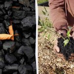 4 nečekané způsoby využití dřevěného uhlí na zahradě 4 nečekané způsoby využití dřevěného uhlí na zahradě