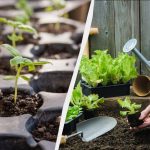 7 věcí, které je třeba udělat na pozemku v únoru: něco, co by měli všichni zahrádkáři vzít na vědomí 7 věcí, které je třeba udělat na pozemku v únoru: