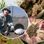 Česnek poroste jako kvasnice: jak připravit záhony na podzim