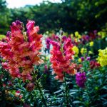 Co zasít v únoru: odborníci pojmenovali 6 druhů semen květin