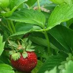 Jak často je třeba přesazovat jahody, aby nebyly mělké: hořké zkušenosti a výhody jak-casto-je-treba-presazovat-jahody-aby-nebyly-melke-horke.jpg