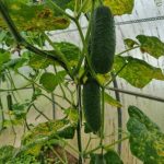 Jak přesně tvořit výhonky okurek ve skleníku, aby se sbíraly kbelíky, nikoli svazky: metoda tří stonků jak-presne-tvorit-vyhonky-okurek-ve-skleniku-aby-se-sbiraly.jpg