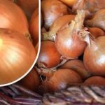 Jak uchovat cibuli, aby do léta nevyklíčila: zahradník odhalil jednoduchou metodu Jak uchovat cibuli, aby do léta nevyklíčila: zahradník odhalil jednoduchou