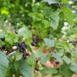 Jak vroucí voda na jaře pomáhá rybízu procitnout a ničí roztoče bez chemie jak-vrouci-voda-na-jare-pomaha-rybizu-procitnout-a-nici.jpg