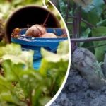 Jednoduchá akce v srpnu: zahradník se podělil o to, jak připravit sladkou a šťavnatou červenou řepu Jednoduchá akce v srpnu: zahradník se podělil o to, jak