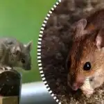 Krysy a myši se rozprchnou a navždy zmizí, pokud jim