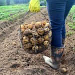 Nejlépe se pěstují s bramborami, aby se dosáhlo většího výnosu: