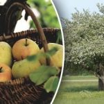 Není třeba kácet: jak omladit starou jabloň Není třeba kácet: jak omladit starou jabloň