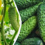 Okurky vydrží až do mrazů: které odrůdy lze vysévat v