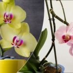 Orchidej opadané květy: co dělat dál a jak ji znovu