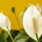 pece-o-spathiphyllum-co-se-rozhodne-nesmi-delat-s-kvetinou.webp.webp