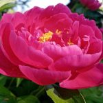 Proč mají vaši sousedé pivoňky velké jako talíř: tři pravidla, která tají proc-maji-vasi-sousede-pivonky-velke-jako-talir-tri-pravidla.jpg