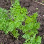 Proč mrkev roste sladká a vláčná, když zapomenete na písek a vzpomenete si na sůl: objev sezóny proc-mrkev-roste-sladka-a-vlacna-kdyz-zapomenete-na-pisek.jpg