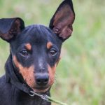 Proč se pes před ulehnutím převaluje: navigace, bezpečnost a starobylý rituál proc-se-pes-pred-ulehnutim-prevaluje-navigace-bezpecnost-a-starobyly.jpg