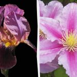 Smrtelně nebezpečné pro kočky a nebezpečné pro lidi: 5 květin, které byste neměli vysazovat na zahradě Smrtelně nebezpečné pro kočky a nebezpečné pro lidi: 5 květin,