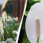Spathiphyllum bude kvést roky, pokud ho na podzim nebudete pěstovat na stejném místě. Spathiphyllum bude kvést roky, pokud ho na podzim nebudete pěstovat