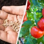 Tam, kde vyrostla rajčata, nelze vysadit 7 plodin: chyba bude