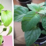 Tyto chyby vás mohou připravit o úrodu: Proč sazenicím paprik