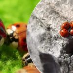 Vyšlechtěno a vysazeno z letadel: po kobylkách napadl Ukrajinu nový