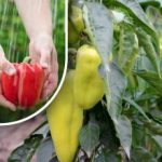 Začněte červenat během několika dní: snadný způsob, jak urychlit dozrávání