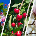 Zahradníci jmenovali 8 stromů, které by se na podzim neměly prořezávat. Zahradníci jmenovali 8 stromů, které by se na podzim neměly