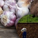 Zimní česnek to nemá rád: zahradník objevil tajemství dokonalého záhonu