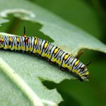 5 důvodů, proč mohou mít rostliny děravé listy, a rozumné