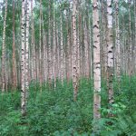 9 nejhorších stromů pro zahradu: jaké stromy na zahradě nesázet