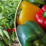 9 z 10 se mýlí: Jak nezůstat bez úrody pepře