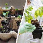 Březen je měsíc sazenic: kterých 6 druhů zeleniny byste rozhodně