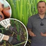 Cibule doroste do velikosti pěsti: jednoduchý osevní postup bez kopírování