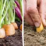 Co sázet vedle mrkve: nejlepší a nejhorší sousedé na záhoně