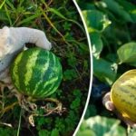 Co se stane, když vedle sebe zasadíte melouny a vodní