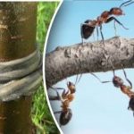 Hadry a koření: Jak vyhnat škůdce ze zahrady