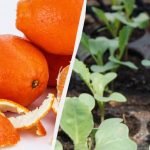 Hnojivo i ochrana proti škůdcům: zahrádkáři objevili, jak využít pomerančovou