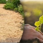 Hrst pilin a kořeny jako v džungli: metoda, která překvapila