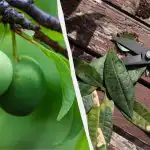 I "stará" švestka přinese kbelíky ovoce: jak ji na jaře