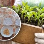 I staré papriky vyklíčí - osvědčená rustikální metoda I staré papriky vyklíčí - osvědčená rustikální metoda