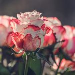 Jak a kdy stříhat růže, aby v létě vyrostly velké