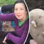 Jak Američané sázejí brambory: neobvyklý způsob bez kopání