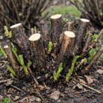 Jak dosáhnout toho, aby rybíz při jarním prořezávání plodil dvakrát více bobulí jak-dosahnout-toho-aby-rybiz-pri-jarnim-prorezavani-plodil-dvakrat.png