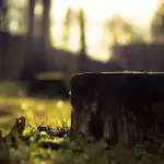 Jak odstranit pařez bez lopaty a strojů: jednoduchá metoda, kterou