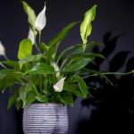 Jak přimět spathiphyllum, aby znovu vykvetlo: 4 hlavní pravidla Jak přimět spathiphyllum, aby znovu vykvetlo: 4 hlavní pravidla