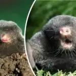 Jak rychle vyhnat krtka z místa - účinná a bezpečná