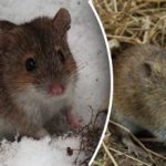 Jak se nadobro zbavit myší: metoda, která zničí celou kolonii