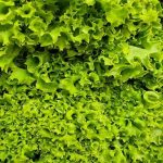 Jak skladovat zeleninu, aby se po dvou dnech nezměnila ve sliz jak-skladovat-zeleninu-aby-se-po-dvou-dnech-nezmenila-ve.jpg