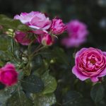 Jak stříhat růže, aby bujně kvetly: zahradníci odhalili všechny nce