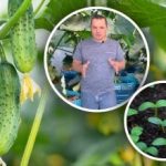 Jak vypočítat termín výsevu okurek pro sazenice: jednoduchý vzorec pro