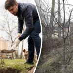 Jak vyrovnat nakloněný strom: jednoduchá metoda, která rostlinu zachrání