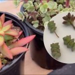 Jak zabránit sukulentům v rozrůstání: jak a kdy je prořezávat